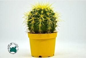 Echinocactus Grusonii Kaktüs - Altın Fıçı Kaktüs - Büyük Boy Saksı (8.5cm saksıda)