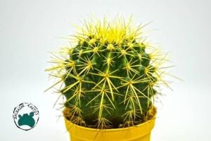 Echinocactus Grusonii Kaktüs - Altın Fıçı Kaktüs - Büyük Boy Saksı (8.5cm saksıda)