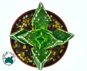 Faucaria Tigrina Sukulent Köpekbalığı Çenesi Kaplan Çenesi