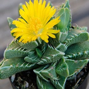 Faucaria Tigrina Sukulent Köpekbalığı Çenesi Kaplan Çenesi