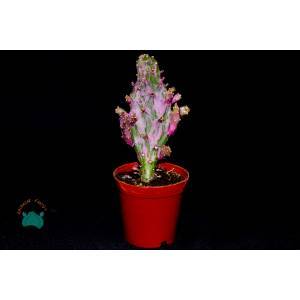 Opuntia Monacantha Variegata Pembe Beyaz Kaktüs