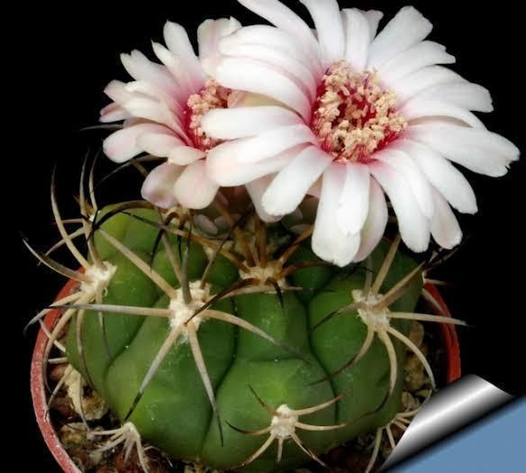 Gymnocalycium Pflanzii Kaktüs Beyaz Çiçek Açar 8.5 CM Saksıda