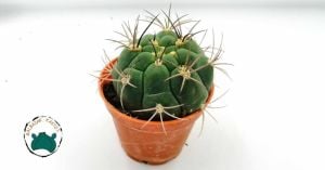 Gymnocalycium Pflanzii Kaktüs Beyaz Çiçek Açar 8.5 CM Saksıda