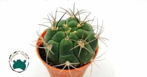 Gymnocalycium Pflanzii Kaktüs Beyaz Çiçek Açar 8.5 CM Saksıda