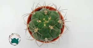 Gymnocalycium Pflanzii Kaktüs Beyaz Çiçek Açar 8.5 CM Saksıda