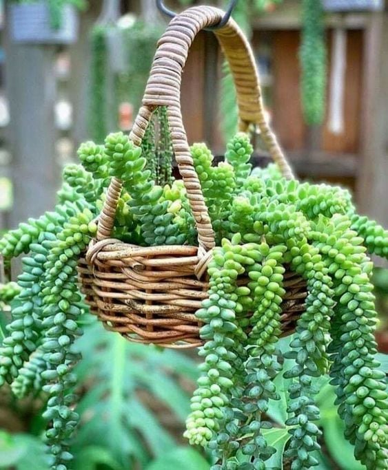 Sedum Burrito Oval Yapraklı Pembe Çiçek Açan Sarkaç Sukulent