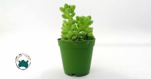 Sedum Burrito Oval Yapraklı Pembe Çiçek Açan Sarkaç Sukulent