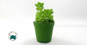 Sedum Burrito Oval Yapraklı Pembe Çiçek Açan Sarkaç Sukulent