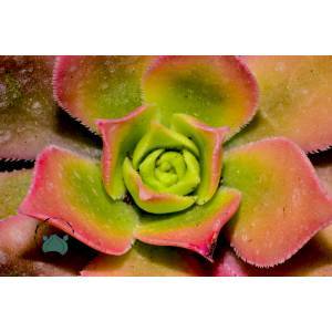 Aeonium Kiwi Sukulent Gökkuşağı Renk Değiştiren Sukulent - Güneşte Yaprağı Pembeleşir