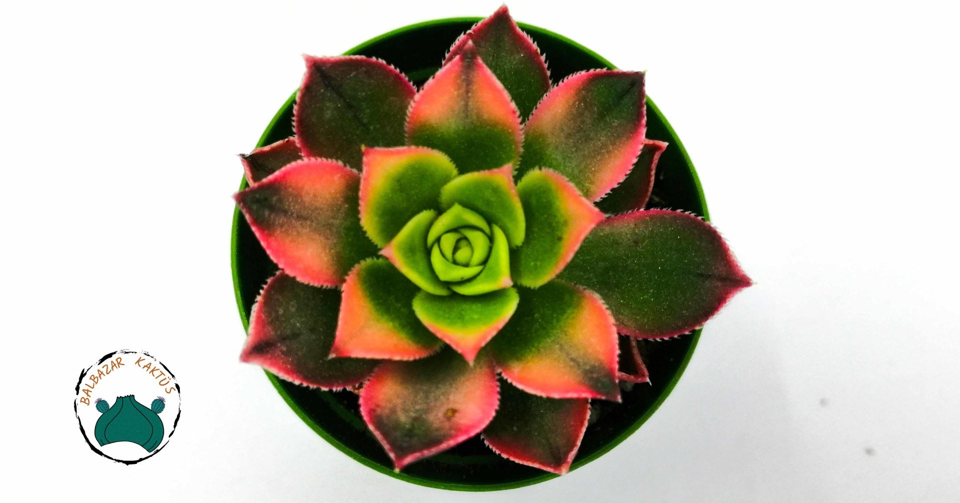 Aeonium Kiwi Sukulent Gökkuşağı Renk Değiştiren Sukulent - Güneşte Yaprağı Pembeleşir