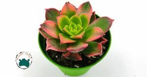 Aeonium Kiwi Sukulent Gökkuşağı Renk Değiştiren Sukulent - Güneşte Yaprağı Pembeleşir