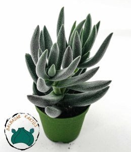 Crassula Mesembryanthemoides Hispida Tüylü Sukulent