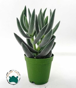 Crassula Mesembryanthemoides Hispida Tüylü Sukulent