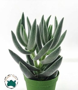 Crassula Mesembryanthemoides Hispida Tüylü Sukulent