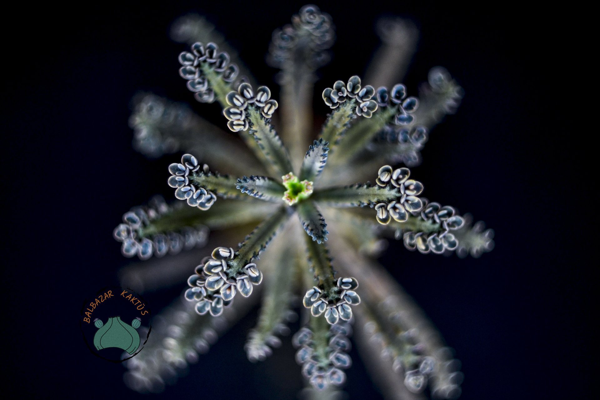 Kalanchoe Daigremontiana Mavi Aşkın Gözyaşları Sukulent