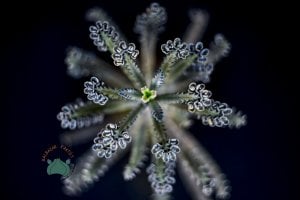 Kalanchoe Daigremontiana Mavi Aşkın Gözyaşları Sukulent