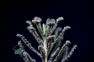 Kalanchoe Daigremontiana Mavi Aşkın Gözyaşları Sukulent