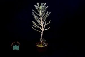 Kalanchoe Daigremontiana Mavi Aşkın Gözyaşları Sukulent