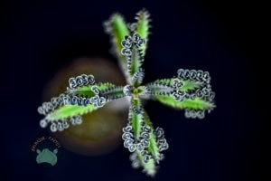 Kalanchoe Daigremontiana Mavi Aşkın Gözyaşları Sukulent