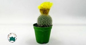 Notocactus Schumannianus Kaktüs Sarı Çiçek Açar