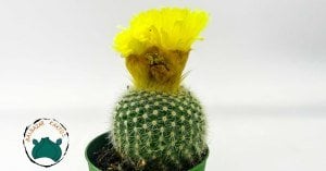 Notocactus Schumannianus Kaktüs Sarı Çiçek Açar