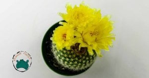 Notocactus Schumannianus Kaktüs Sarı Çiçek Açar