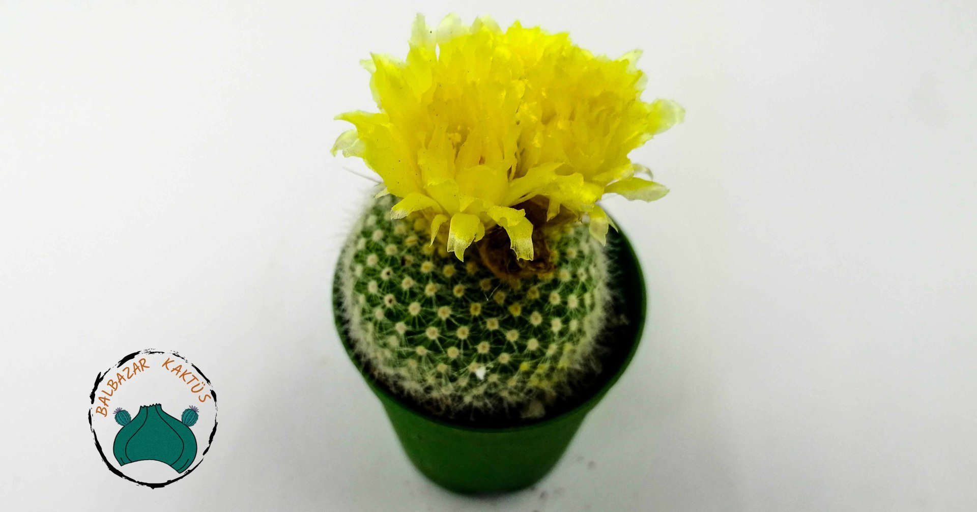 Notocactus Schumannianus Kaktüs Sarı Çiçek Açar