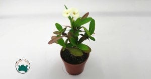 Euphorbia Milii Dikenler Tacı Beyaz Çiçek Açar
