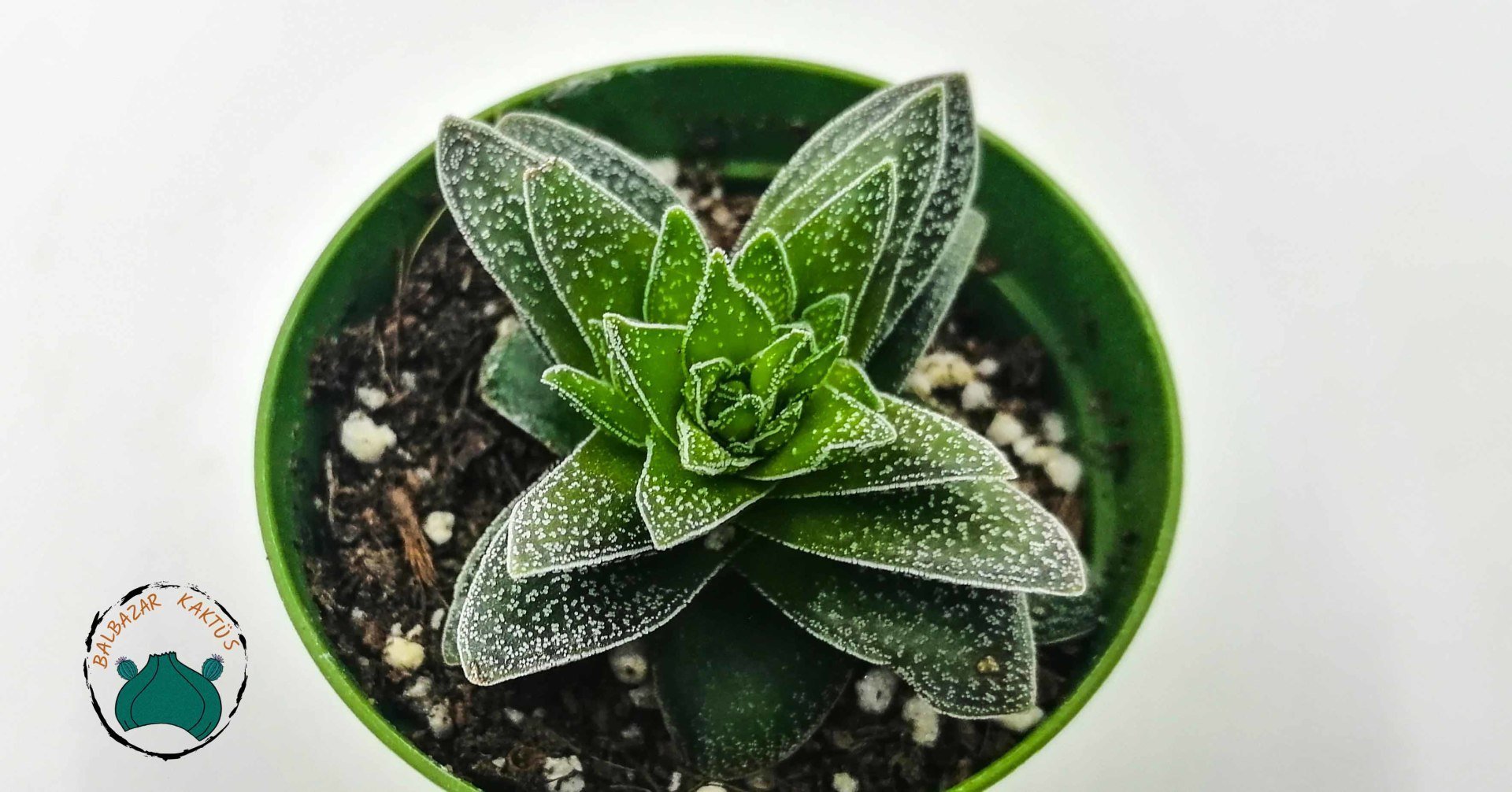 Crassula Justus Corderoy Nadir Tür Sukulent