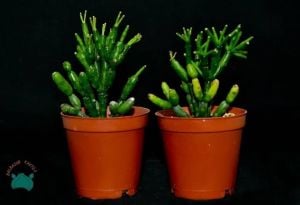 Hatiora Salicornioides Sukulent Şişe Kaktüs