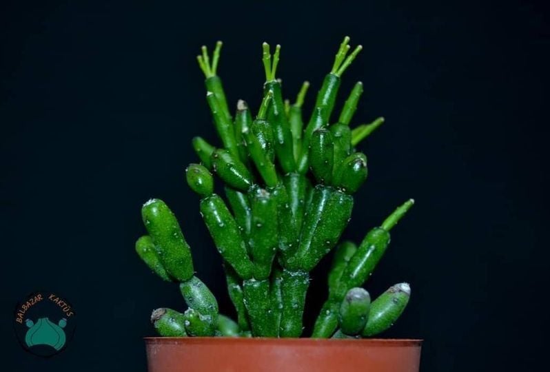 Hatiora Salicornioides Sukulent Şişe Kaktüs