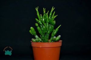 Hatiora Salicornioides Sukulent Şişe Kaktüs