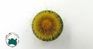 Notocactus Leninghausii Sarı Uzun Sakallı Kaktüs