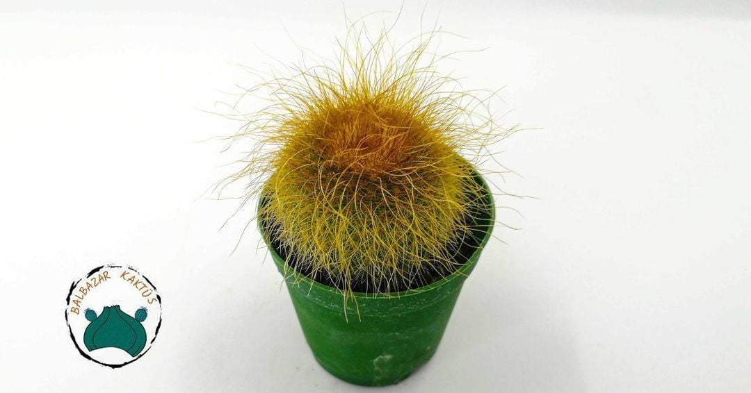 Notocactus Leninghausii Sarı Uzun Sakallı Kaktüs