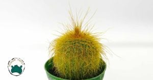 Notocactus Leninghausii Sarı Uzun Sakallı Kaktüs