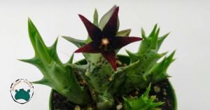 Orbea Semitubiflora Bordo Çiçek Açan Leş Kaktüsü 5,5cm Saksıda