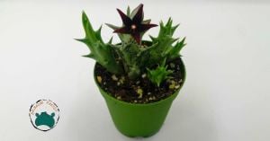 Orbea Semitubiflora Bordo Çiçek Açan Leş Kaktüsü 5,5cm Saksıda