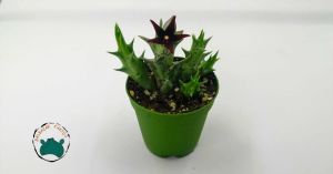 Orbea Semitubiflora Bordo Çiçek Açan Leş Kaktüsü 5,5cm Saksıda