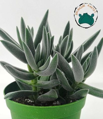 Crassula Mesembryanthemoides Hispida Tüylü Sukulent 8,5CM Saksıda