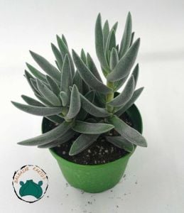 Crassula Mesembryanthemoides Hispida Tüylü Sukulent 8,5CM Saksıda