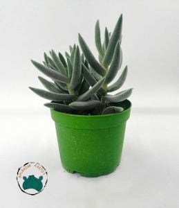 Crassula Mesembryanthemoides Hispida Tüylü Sukulent 8,5CM Saksıda