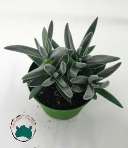Crassula Mesembryanthemoides Hispida Tüylü Sukulent 8,5CM Saksıda