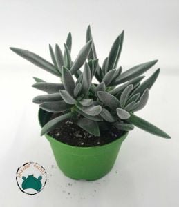 Crassula Mesembryanthemoides Hispida Tüylü Sukulent 8,5CM Saksıda