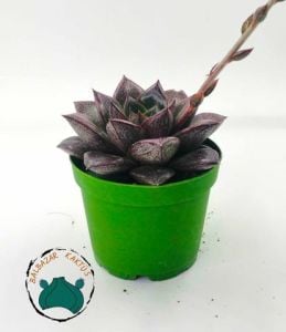 Echeveria Purpusorum Rose Sukulent 8,5CM Saksıda