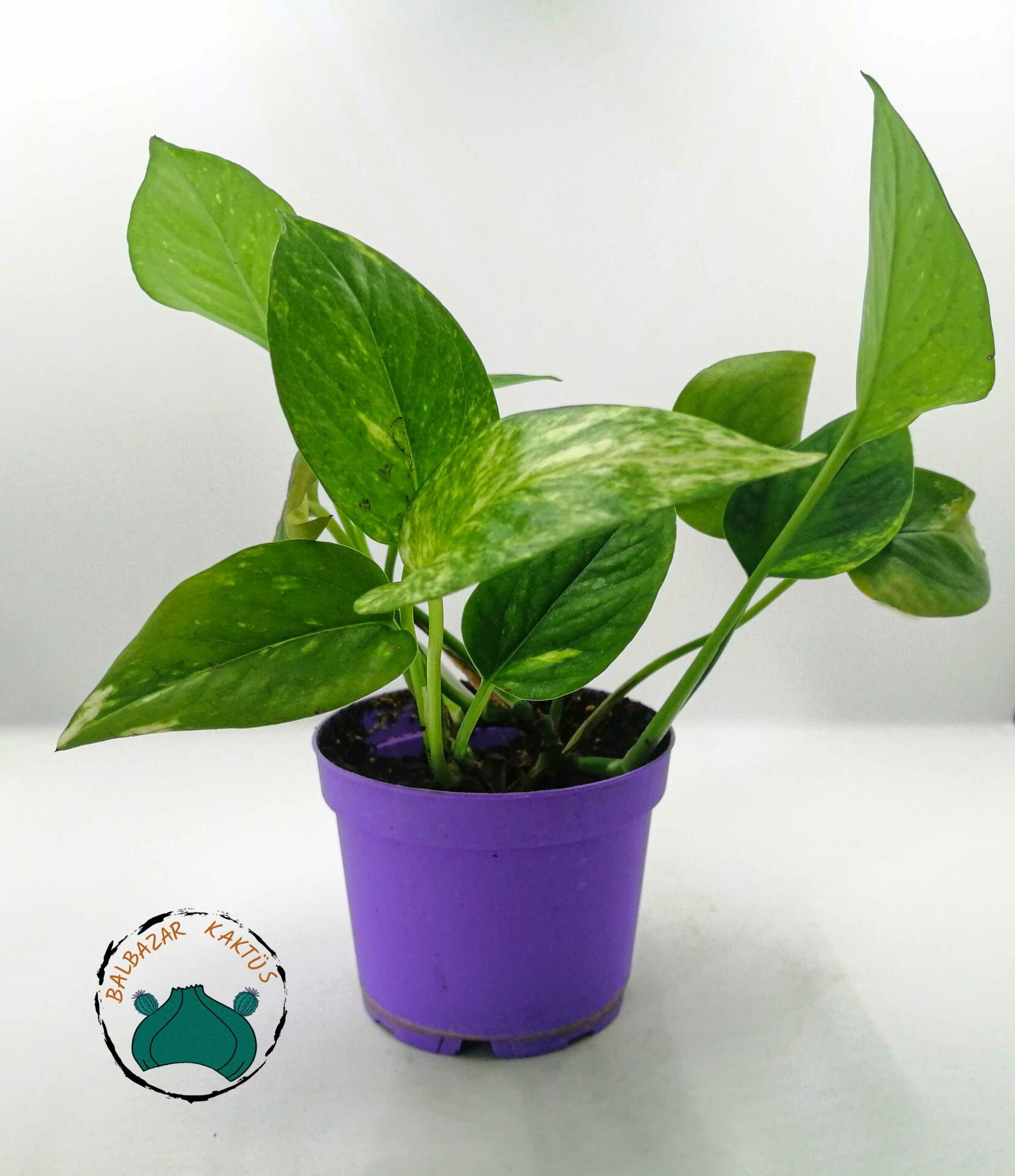 Pothos Sarmaşığı - Salon Sarmaşığı  10.5'CMlik Saksıda!