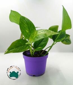 Pothos Sarmaşığı - Salon Sarmaşığı  10.5'CMlik Saksıda!