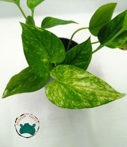 Pothos Sarmaşığı - Salon Sarmaşığı  10.5'CMlik Saksıda!