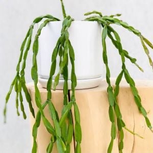 Rhipsalis Paradoxa Sukulent - Zincir Kaktüs