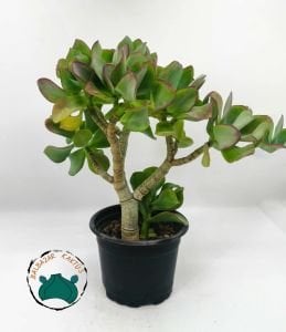 Crassula Arborescens Undulatifolia Sukulent Kıvırcık Yeşim Ağacı Bonsai Formunda 8.5CM'lik Saksıda