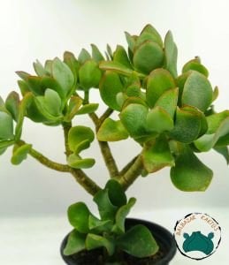 Crassula Arborescens Undulatifolia Sukulent Kıvırcık Yeşim Ağacı Bonsai Formunda 8.5CM'lik Saksıda